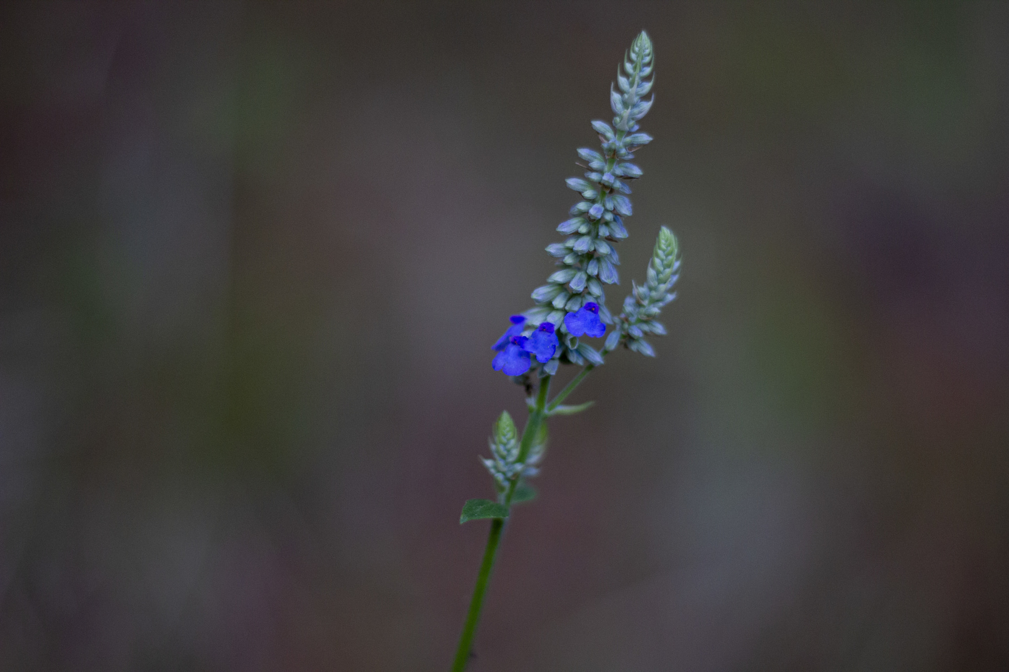 Salvia lavanduloides